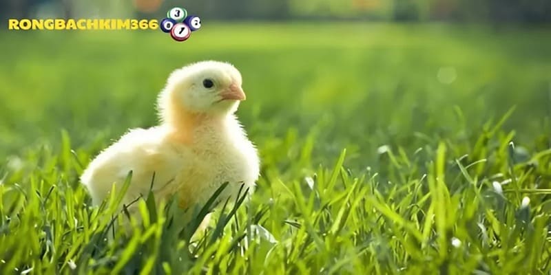 Tóm tắt các giấc mơ về gà con mà mọi người hay gặp phải