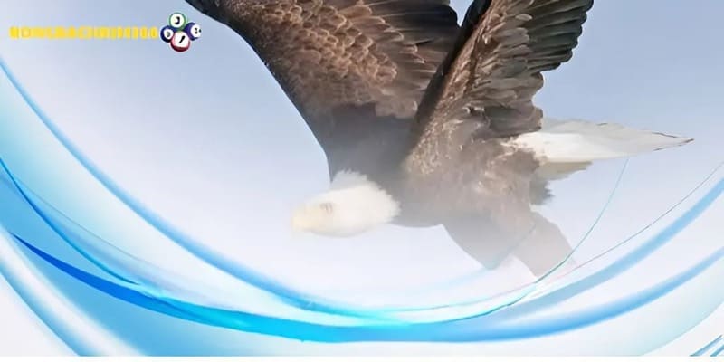 Bật mí các giấc mơ thấy chim đại bàng mà nhiều người thường gặp phải