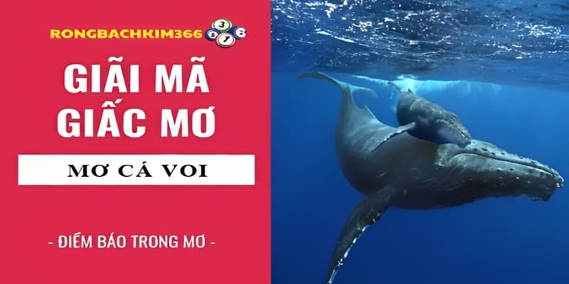 Tổng hợp các con số đem lại vận may liên quan đến chiêm bao thấy cá voi cho các tín đồ đam mê lô đề