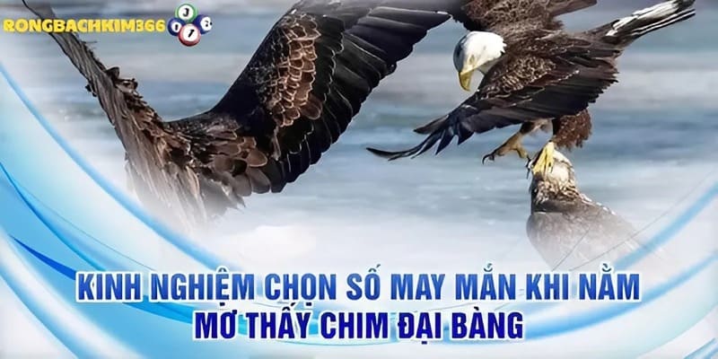 Bắt số chuẩn từ chiêm bao thấy chim đại bàng mà Rồng Bạch Kim 366 gợi ý
