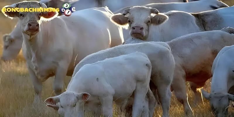Bỏ túi các con số đem lại vận may khi mơ thấy đàn bò