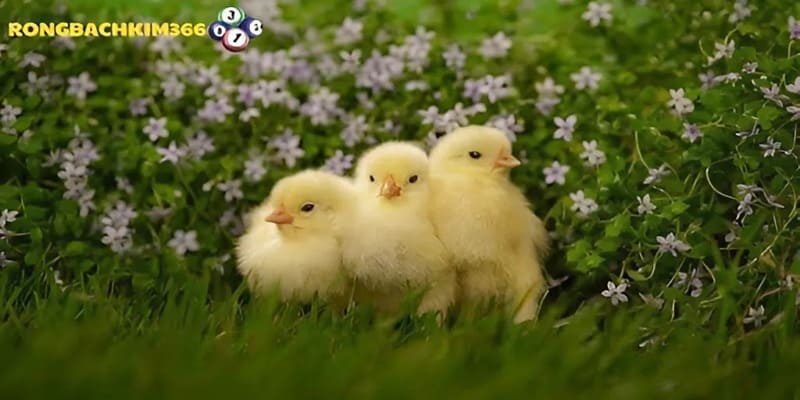 Những con số về mơ thấy gà con dễ trúng được chuyên gia tại Rồng Bạch Kim 366 tổng hợp và chia sẻ lại