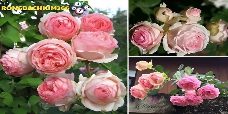 Phổ biến đến hội viên các con số may mắn đêm đến vận may khi mơ thấy hoa hồng