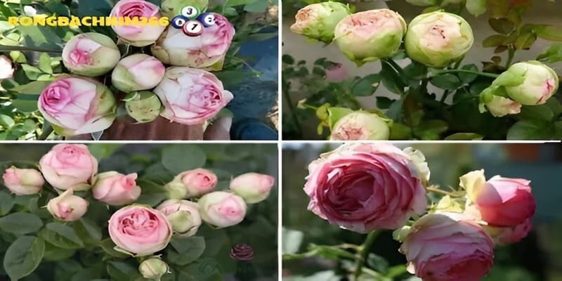 Tìm hiểu điềm báo lành dữ về giấc mơ thấy hoa hồng