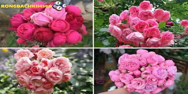 Điểm danh các giấc mộng về hoa hồng cùng ý nghĩa của từng tình huống