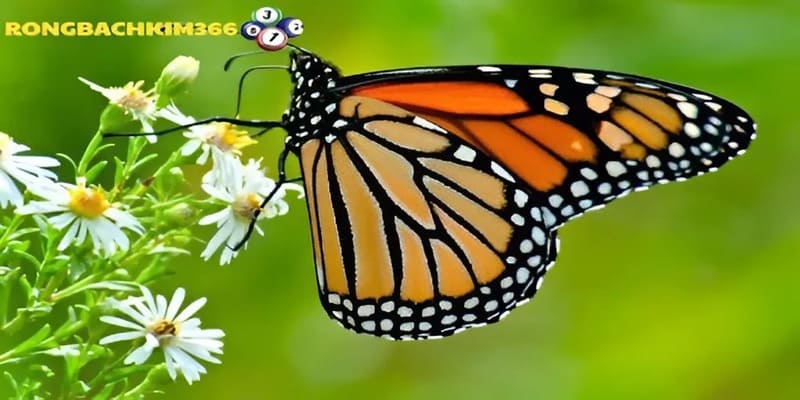 Tổng hợp các giấc mộng hay gặp về bướm
