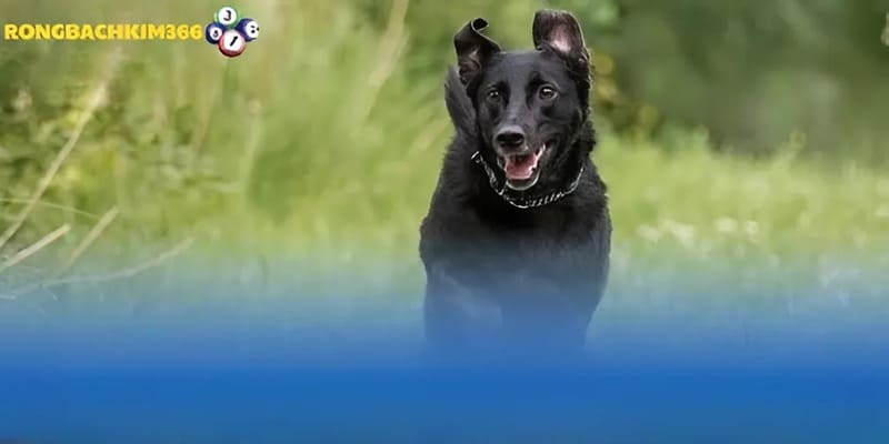 Khái quát về ý nghĩa của giấc mơ thấy chó đen
