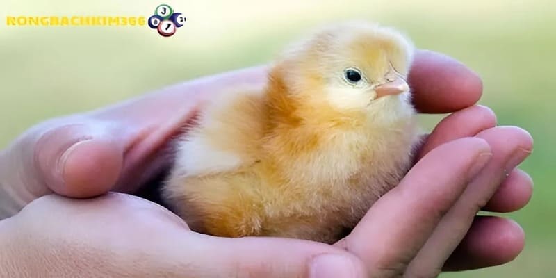 Tìm hiểu điềm báo về giấc mơ thấy gà con