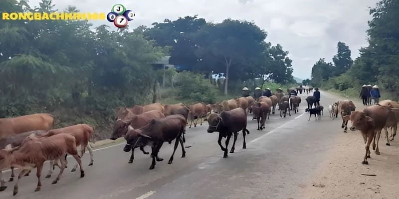 Cập nhật đôi nét về giấc mơ thấy đàn bò cùng Rồng Bạch Kim 366