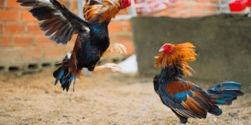 Điểm Hấp Dẫn Của Mục Đá Gà Tại 78WIN